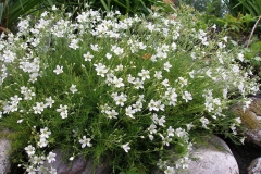 Minuartia laricifolia (Sandwort)