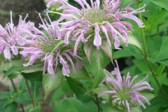 Monarda fistulosa (Beebalm)