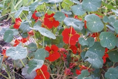 Nasturtium 'Empress of India'