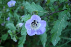 Nicandra physaloides [Shoo Fly]