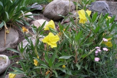 Oenothera macrocarpa (Evening Primrose)