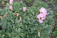 Oxalis adenophylla [Silver Shamrock]