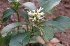 Pachysandra terminalis (Japanese Spurge)
