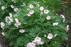Paeonia veitchii