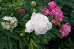Paeonia lactiflora