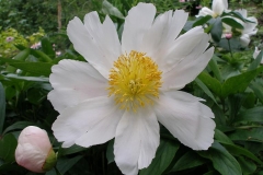 Paeonia sp
