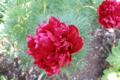 Paeonia tenuifolia
