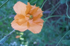 Papaver atlanticum Poppy