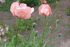 Papaver orientale  'Princess Victoria Louise' Poppy