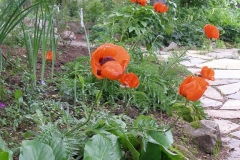 Papaver orientalis Poppy