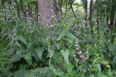 Phlomis tuberosa (Jerusalem Sage)