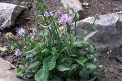 Phyteuma orbiculare (Horned Rampion)