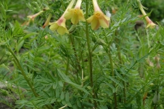 Polemonium brandegi