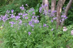 Polemonium caeruleum (Jacob's Ladder)