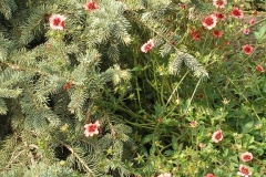 Potentilla nepalensis 'Miss Wilmott'