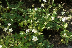 Potentilla tridentata (Nuuk Three-toothed Cinquefoil)