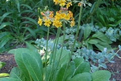 Primula bulleyana