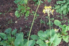 Primula florindae