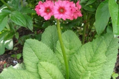 Primula japonica