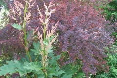 Rheum palmatum (Ornamental Rhubarb)
