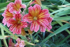 Salpiglossis (Painted Tongue)