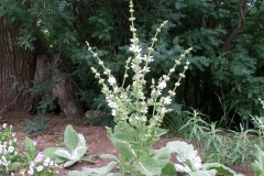 Salvia argentea