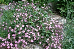 Saponaria ocymoides (Rock Soapwort)