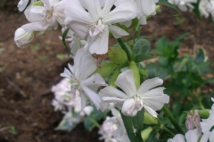 Saponaria officinalis (Soapwort)