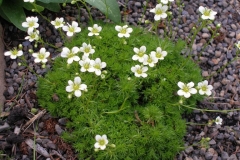 Saxifraga hypnoides