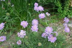Scabiosa caucasica