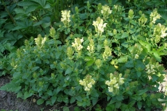 Scutellaria alpina 'Moonbeam' (Skullcap)