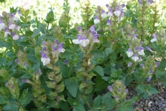 Scutellaria alpina (Skullcap)
