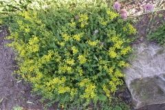 Sedum acre