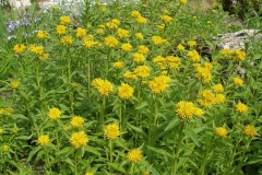 Sedum aizoon