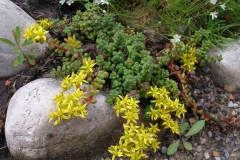 Sedum divergens