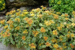 Sedum kamtschaticum 'Ellacombianum'