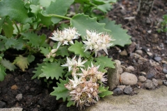 Sedum populifolium