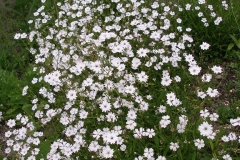 Silene alpestris