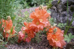 Sphaeralcea coccinia (Prairie Mallow)