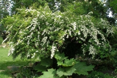 Spiraea x vanhouttei