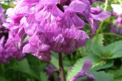 Stachys macrantha (Betony)