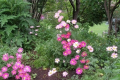 Tanacetum coccinium  (Painted Daisy)
