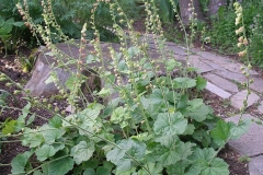 Tellima grandiflora (Fringe Cups)