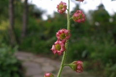 Tellima grandiflora  (Fringe Cups flower)