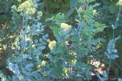 Thalictrum flavum (Yellow Meadowrue)