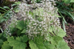 Tiarella cordifolia (Foamflower)