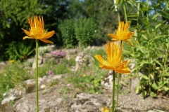 Trollius chinensis (Globeflower)