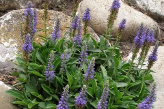 Veronica allionii (Speedwell)