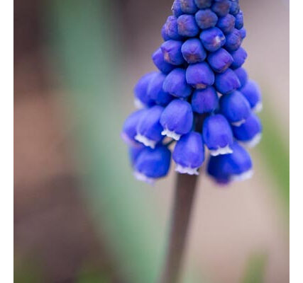 Garden Concept & Statistics